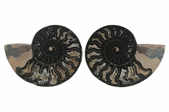 Cut & Polished Ammonite Fossil - Unusual Black Color #250520